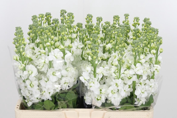 <h4>Matthiola Aida White</h4>