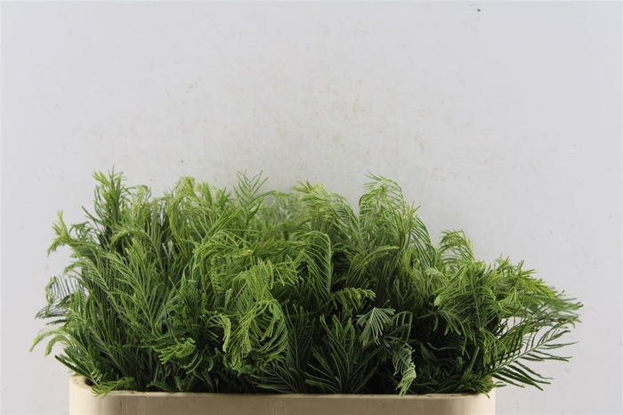 <h4>Mimosa Silver Queen</h4>