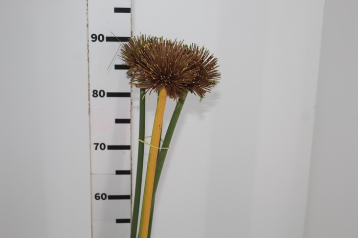 <h4>PAPIRUS BOLINHA NATURAL</h4>