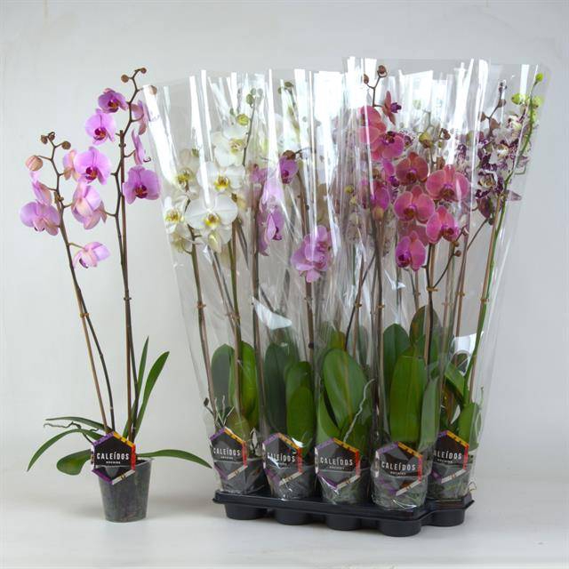 <h4>PHAL GEM</h4>