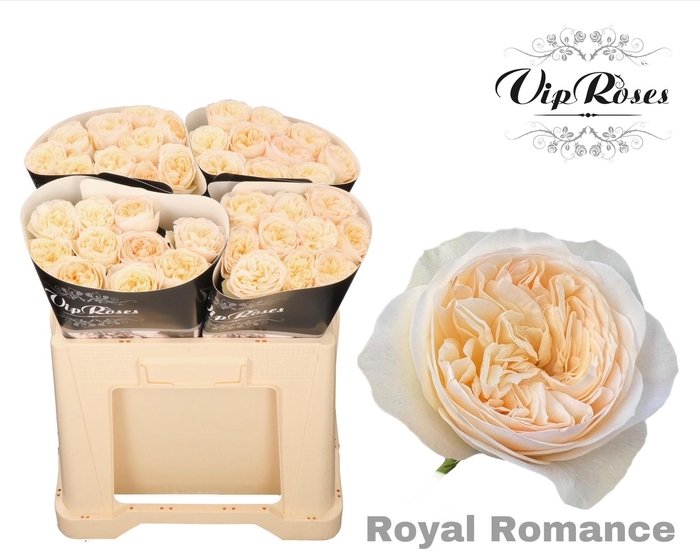 <h4>R GR ROYAL ROMANCE</h4>