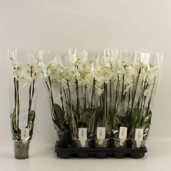 <h4>PHAL OV WIT</h4>