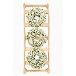 Wr Dried Gomphrena White 30cm
