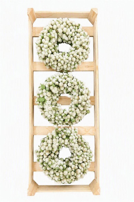 <h4>Wr Dried Gomphrena White 30cm</h4>