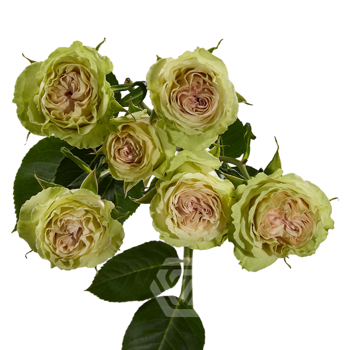 <h4>R TR FIBONACCI YATRA Tessa</h4>