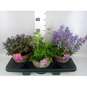 Vaste pltn   ...mix 3  [Perennials]