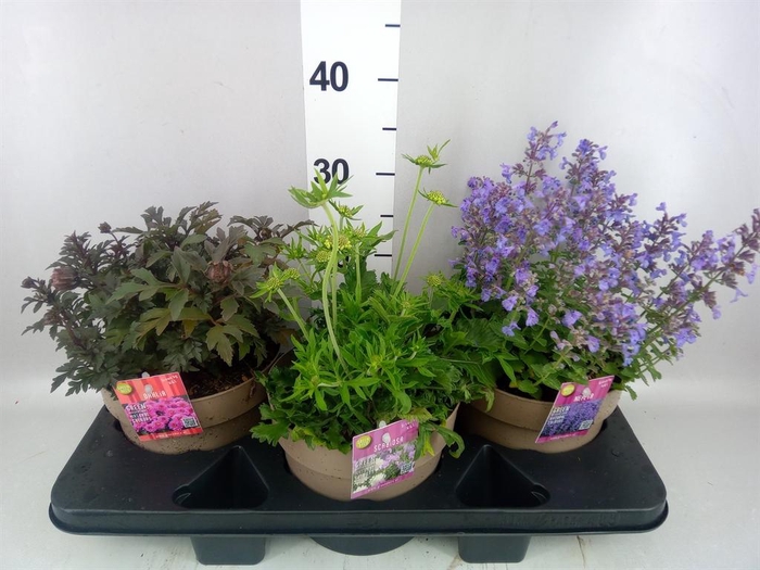 <h4>Vaste pltn   ...mix 3  [Perennials]</h4>