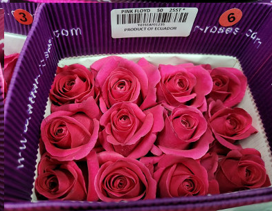 R GR PINK FLOYD Naranjo