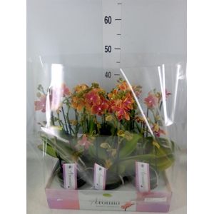 Phalaenopsis multi.   ...orange