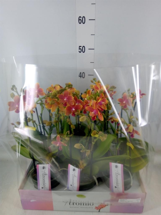 <h4>Phalaenopsis multi.   ...orange</h4>