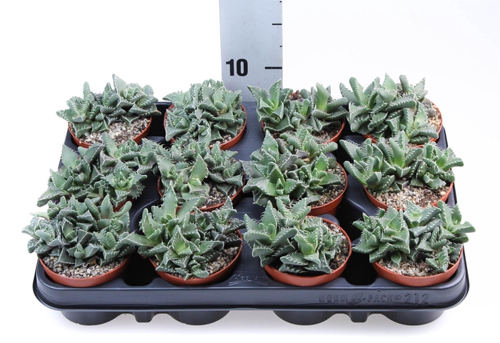 <h4>Faucaria tigrina</h4>