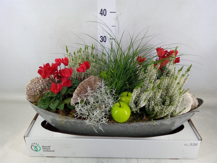 <h4>Arr.   Tuinplanten L%</h4>