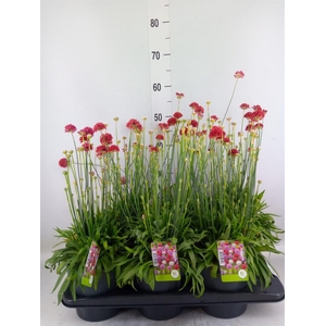 Armeria pseud. 'Ballerina'