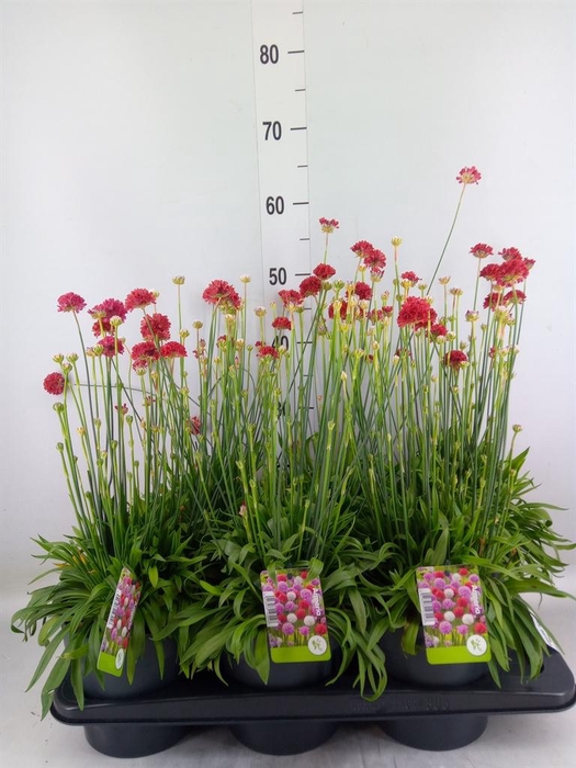 <h4>Armeria pseud. 'Ballerina'</h4>