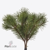 Pinus mugo per bunch