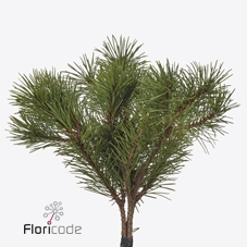 Pinus mugo per bunch