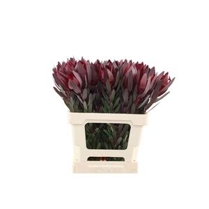 Leucadendron Safari Sunset 60