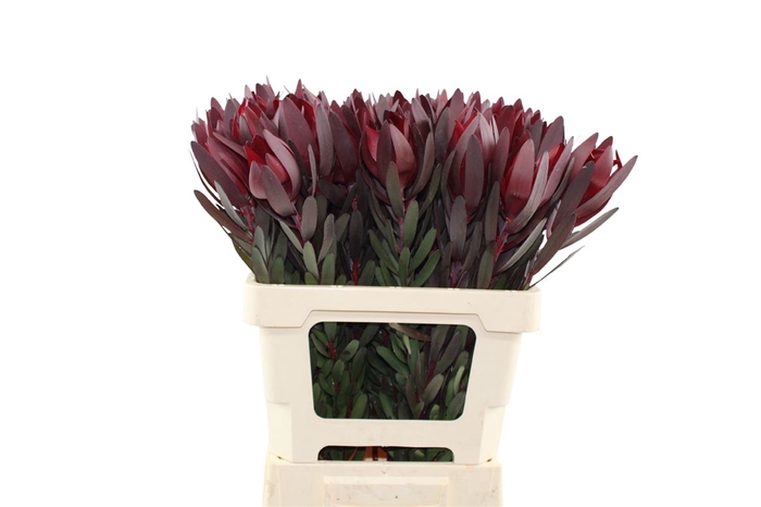 <h4>Leucadendron Safari Sunset 60</h4>