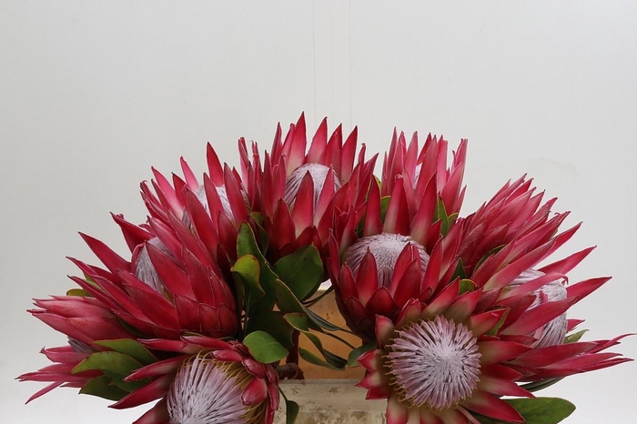 <h4>PROTEA CY MADIBA</h4>