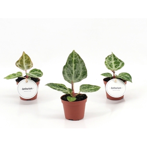 Anthurium Silver Blush Mint