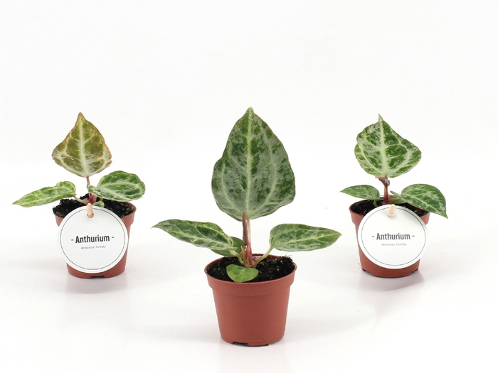 <h4>Anthurium Silver Blush Mint</h4>