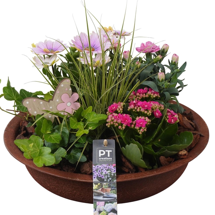 <h4>PTPP6865 Arrangement Patio in metalen schaal</h4>