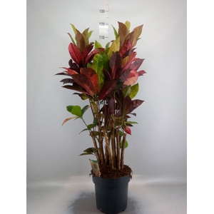 Codiaeum var. KL 'Mrs Iceton'