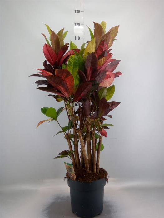 <h4>Codiaeum var. KL 'Mrs Iceton'</h4>