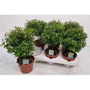 MYRTUS COM