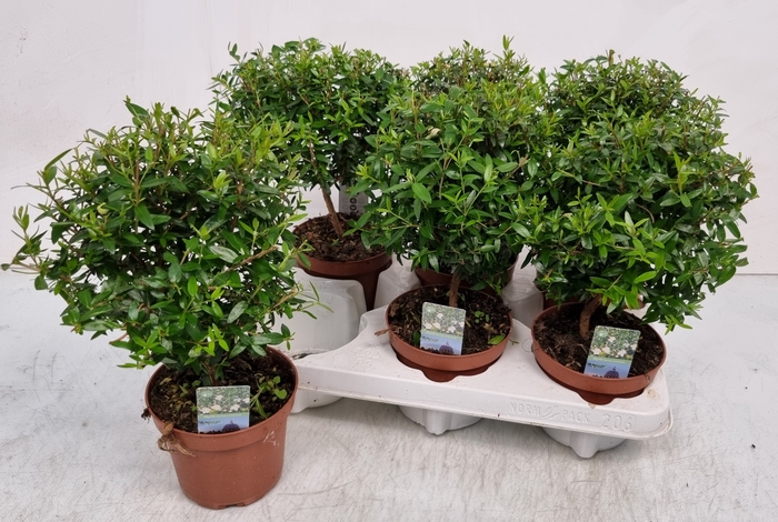 <h4>MYRTUS COM</h4>