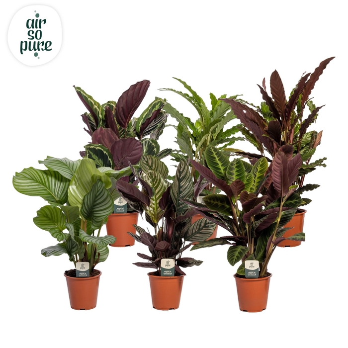 <h4>Calathea gemengd 7 soorten</h4>