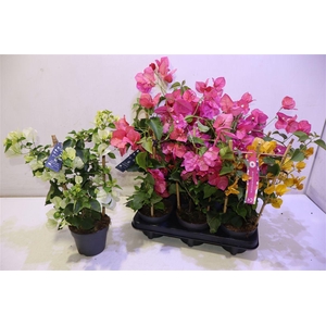Bougainv Ov