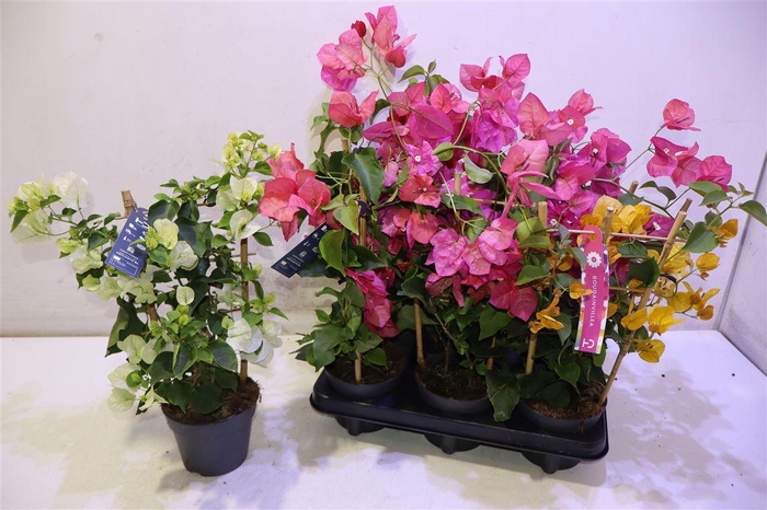 <h4>Bougainv Ov</h4>