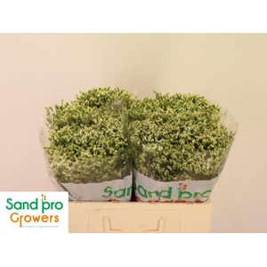 LIM SIN COOL DIAMOND