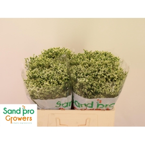 LIM SIN COOL DIAMOND