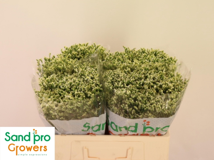 <h4>LIM SIN COOL DIAMOND</h4>