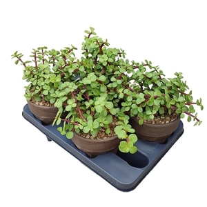 PORTULACARIA AFRA VERDE IN TERRACOTTA POT Ø 15 - TRAY 4 PCS (SUCCULENTEN)