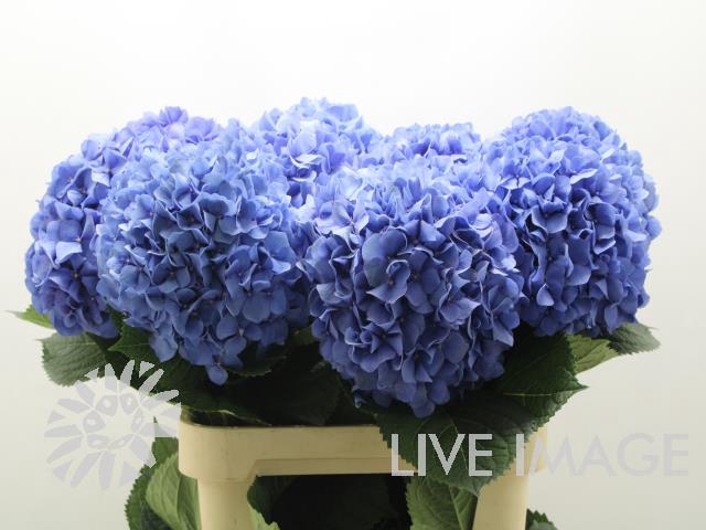 <h4>Hydrangea pimpernel</h4>