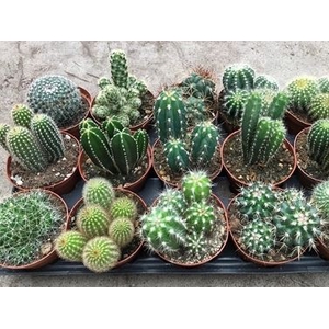 Cactus overig