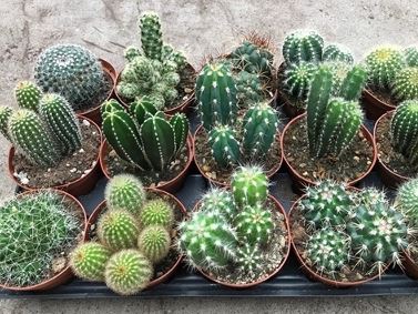 <h4>Cactus overig</h4>