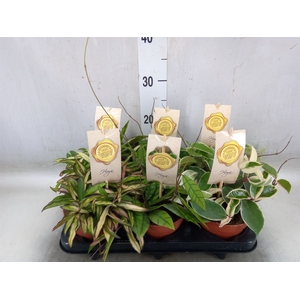 Hoya carnosa