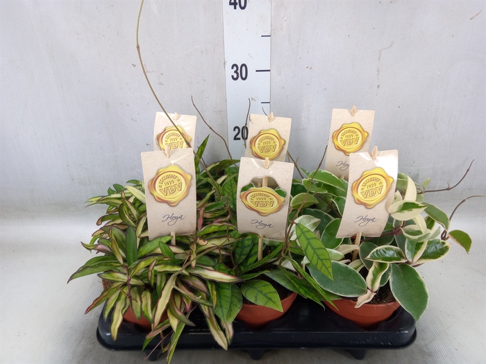 <h4>Hoya carnosa</h4>