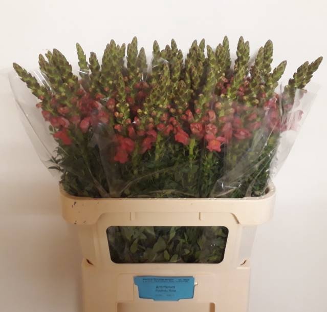 <h4>ANTIR POTO ROSE</h4>