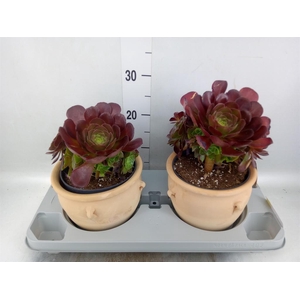 Aeonium arboreum 'Velours'
