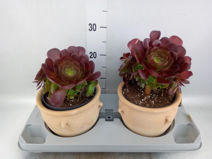 <h4>Aeonium arboreum 'Velours'</h4>