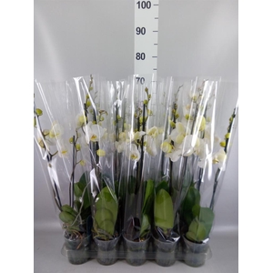 Phalaenopsis   ...white