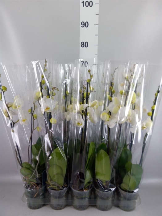 <h4>Phalaenopsis   ...white</h4>