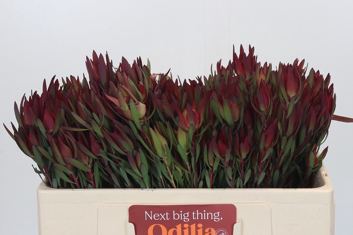 Leucadendron Blush Spray