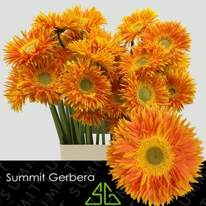 Gerbera Spider Maui Water X40 Lang