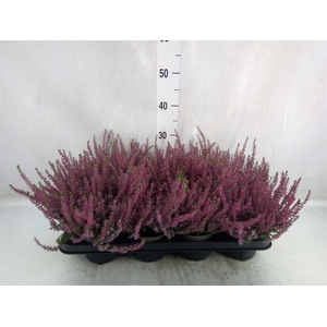 Calluna vulg. 'Garden G Amethyst'